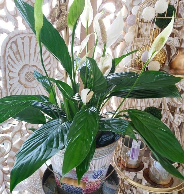 Spatifilium: planta de hoja verdes perfecta para depurar el aire en tu casa