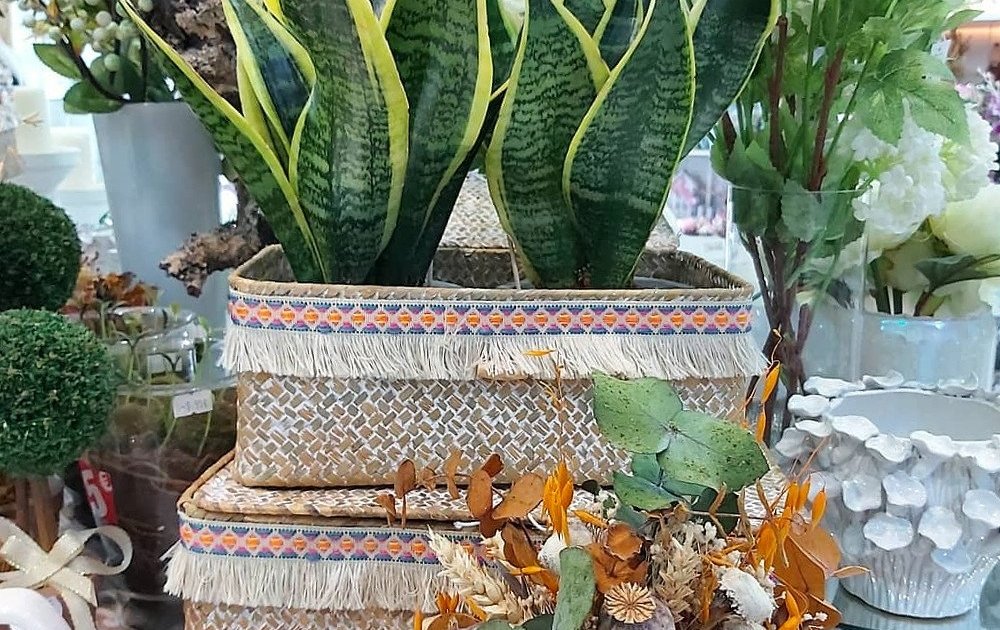 Sanseveria, planta de interior muy resistente, en la foto se muestran dos plantas en un cesto de fibras naturales estilo boho-chic acompañadas de un ramillete de flores preservadas en tonos ocre