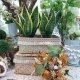 Sansevieria, planta de interior muy resistente, en la foto se muestran dos plantas en un cesto de fibras naturales estilo boho-chic acompañadas de un ramillete de flores preservadas en tonos ocre