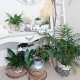 Recibidor de casa lleno de plantas en macetas grandes y mueble de color blanco con macetas animal y suculentas