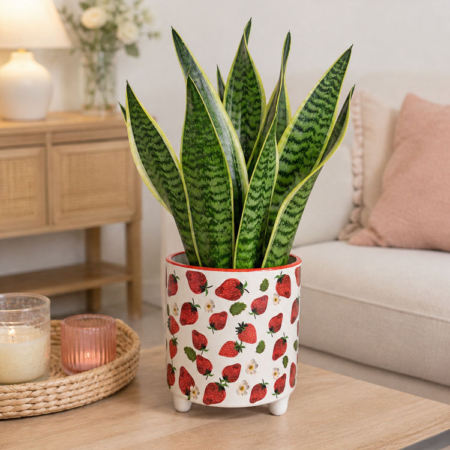 maceta decorativa fresas con planta decorando una salita de estar