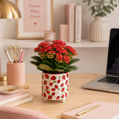 maceta fresas fruit decor 10x10cmcon planta calanchoe en escritorio femenino