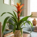 maceta limones 10x10cm bromelia