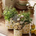 macetas decorativas limones con hierbas aromáticas en la cocina